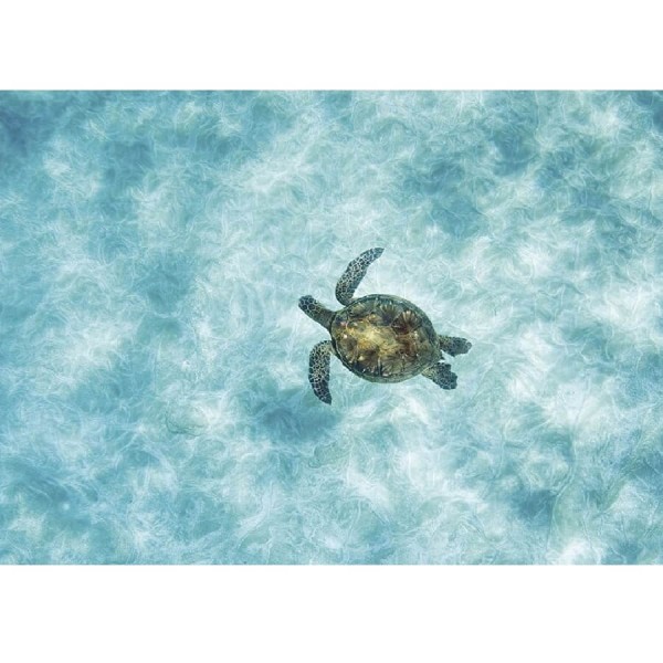 Sköldpadda i vatten