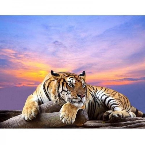 Tiger i solnedgång