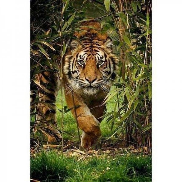 Tiger i djungel