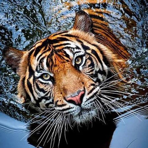 Tiger i vatten