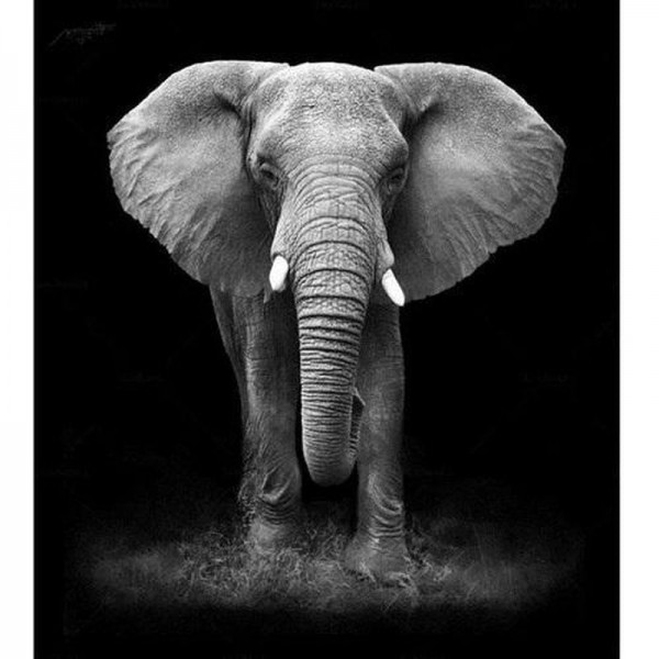 Elefant svart/vit