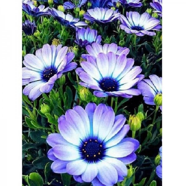 Blåa blommor