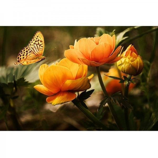 Orange blomma med fjäril