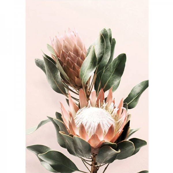 Protea blomma